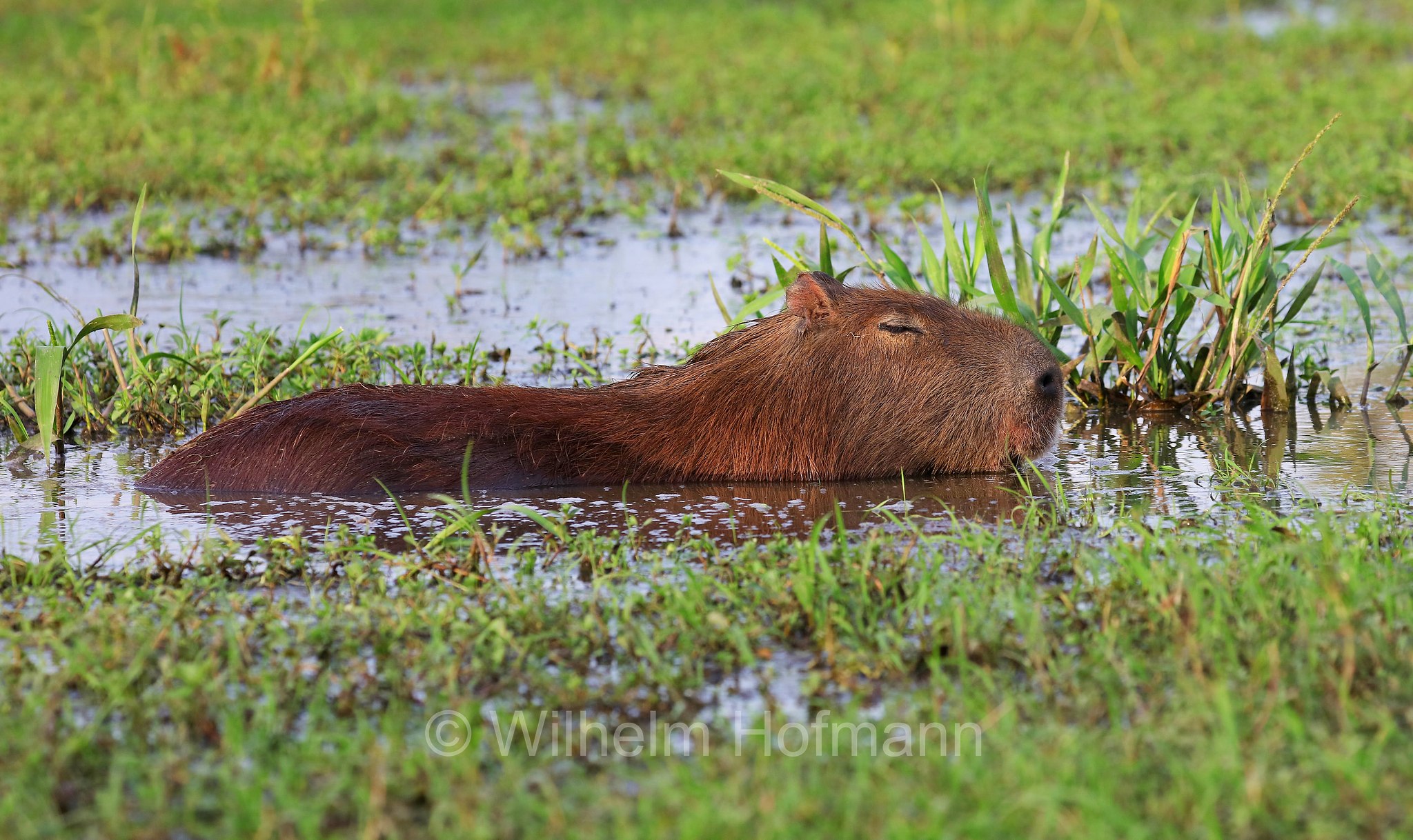 capybara, greater capybara, Wasserschwein, capibara, idrochéro, capivara, chigüire, nutriae, quiuit, chigüiro, fercho, carpincho, ronsoco, Hydrochoerus hydrochaeris, Iberá Wetlands, Esteros del Iberá, Corrientes, Argentina, Argentinien