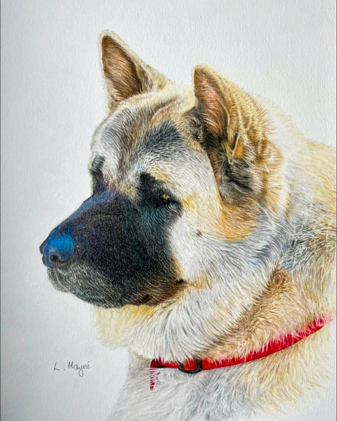 american akita pet portrait, coloured pencil.
