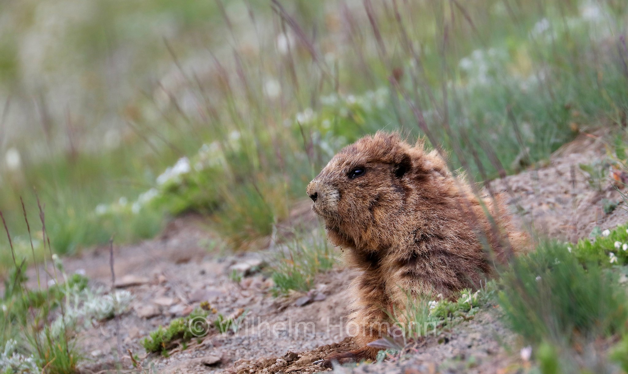 Marmota olympus, Olympic marmot, Olympisches Murmeltier, marmotta olimpica, Hurricane Ridge, Olympic National Park, Olympic-Nationalpark, Olympic-Nationalpark, Washington, USA