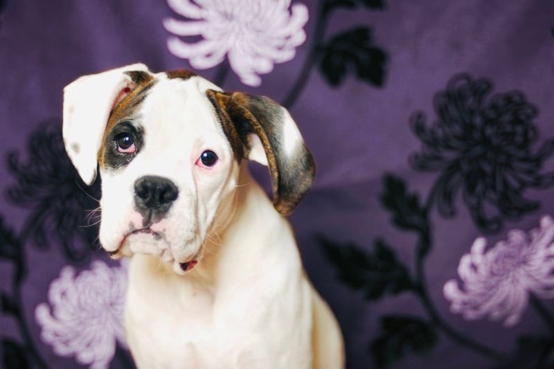 Let's Bark About It: My Reason