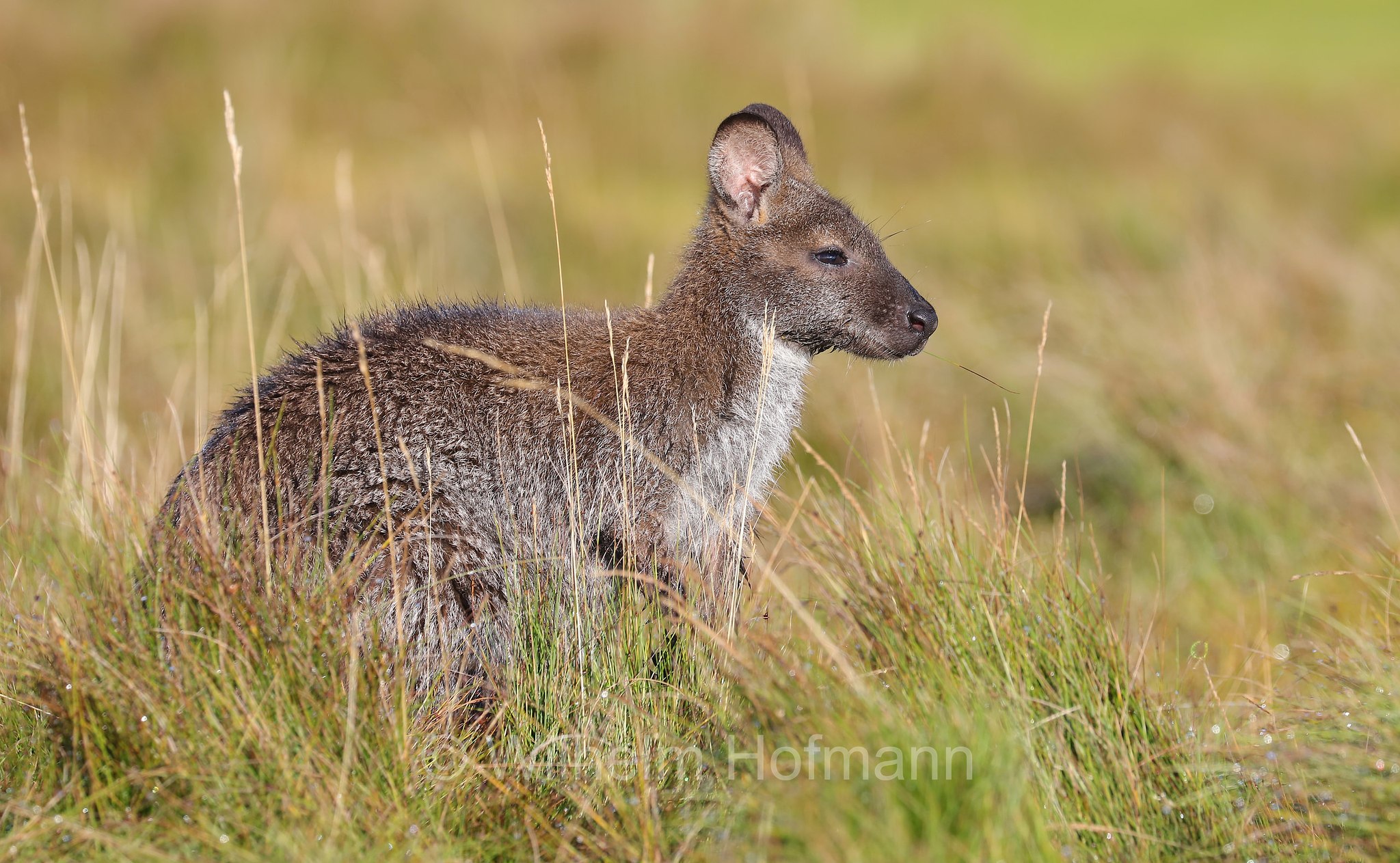 red-necked wallaby, Bennett's wallaby, Rotnackenwallaby, Bennett-Wallaby, Bennett-Känguru, wallaby dal collo rosso, wallaby di Bennet, Notamacropus rufogriseus, Narawntapu National Park, Narawntapu-Nationalpark, parco nazionale Narawntapu, Tasmania, Tasmanien, Australia, Austalien