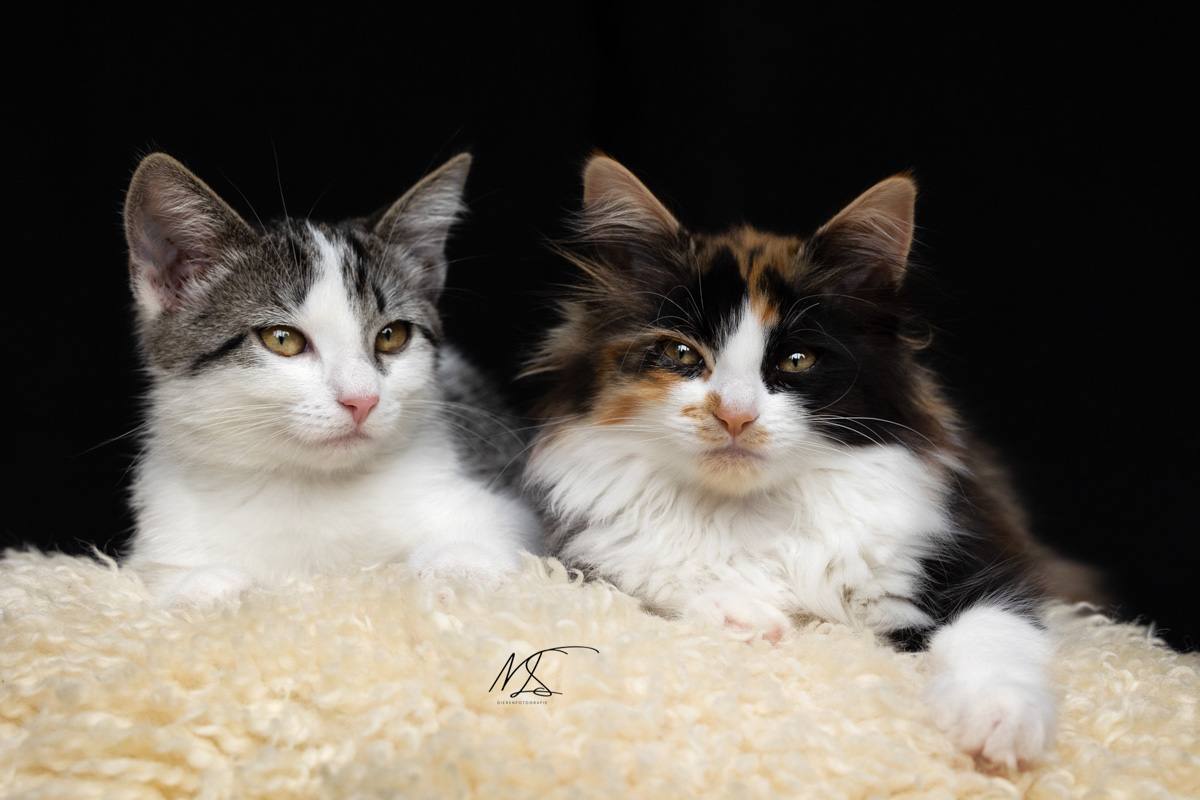 Kattenfotografie met twee kittens die samen op schapenvachtkleedje liggen een kijkt opzij en de andere naar de camera