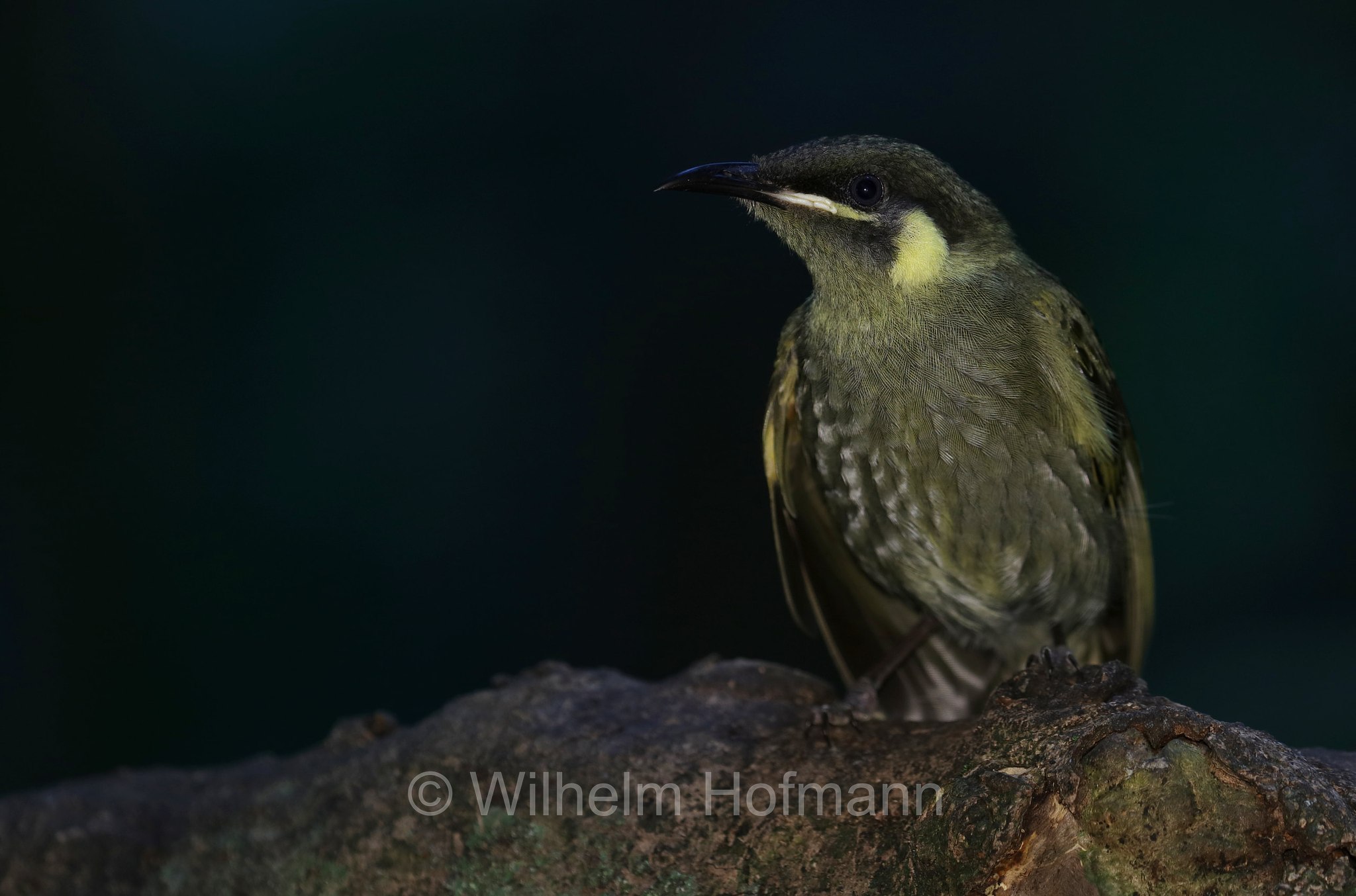 Meliphaga lewinii, Lewin's honeyeater, Lewin-Honigfresser, Goldohr-Honigfresser, succiamiele di Lewin, Crater Lakes National Park, Crater-Lakes-Nationalpark, Queensland, Australia, Australien
