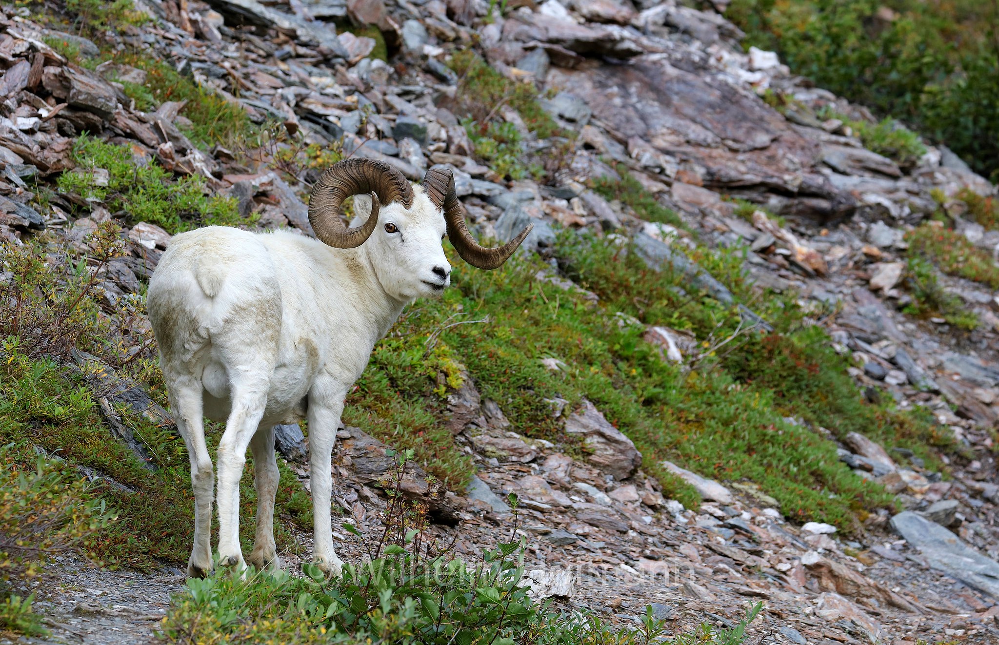 Ovis dalli, Dall sheep, thinhorn sheep, Dall-Schaf, Alaska-Schneeschaf, bighorn bianco, pecora di Dall, ariete di Dall, Savage Canyon, Denali National Park, Denali National Park and Preserve, Denali-Nationalpark, Parco nazionale del Denali, Alaska, USA