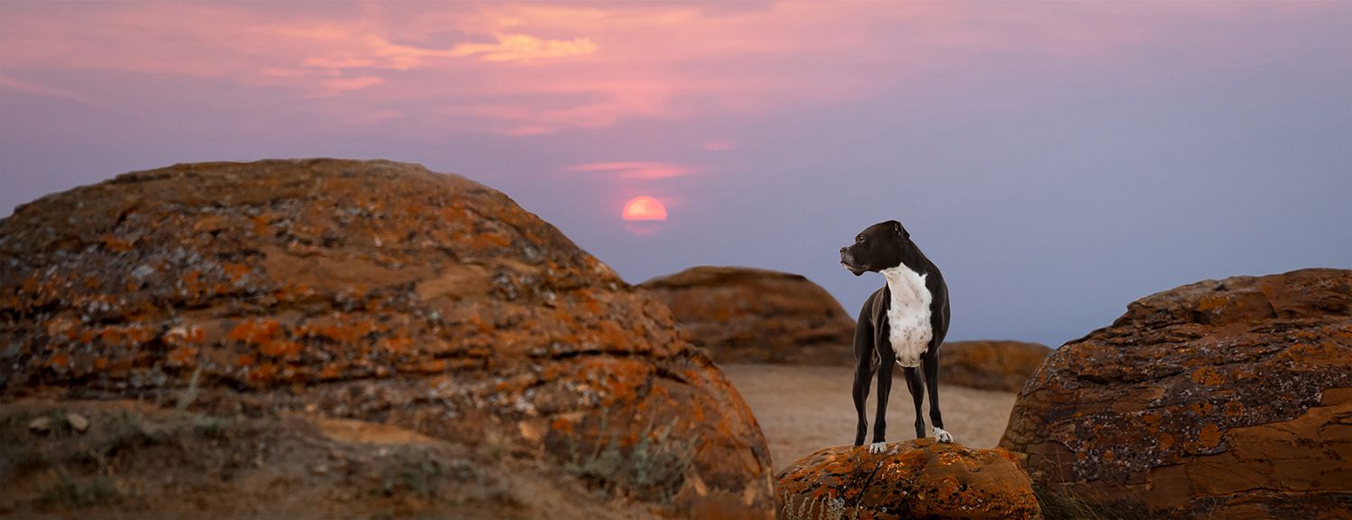 Black boxer standing on a red orb rock in southern alberta being photographed at sunset