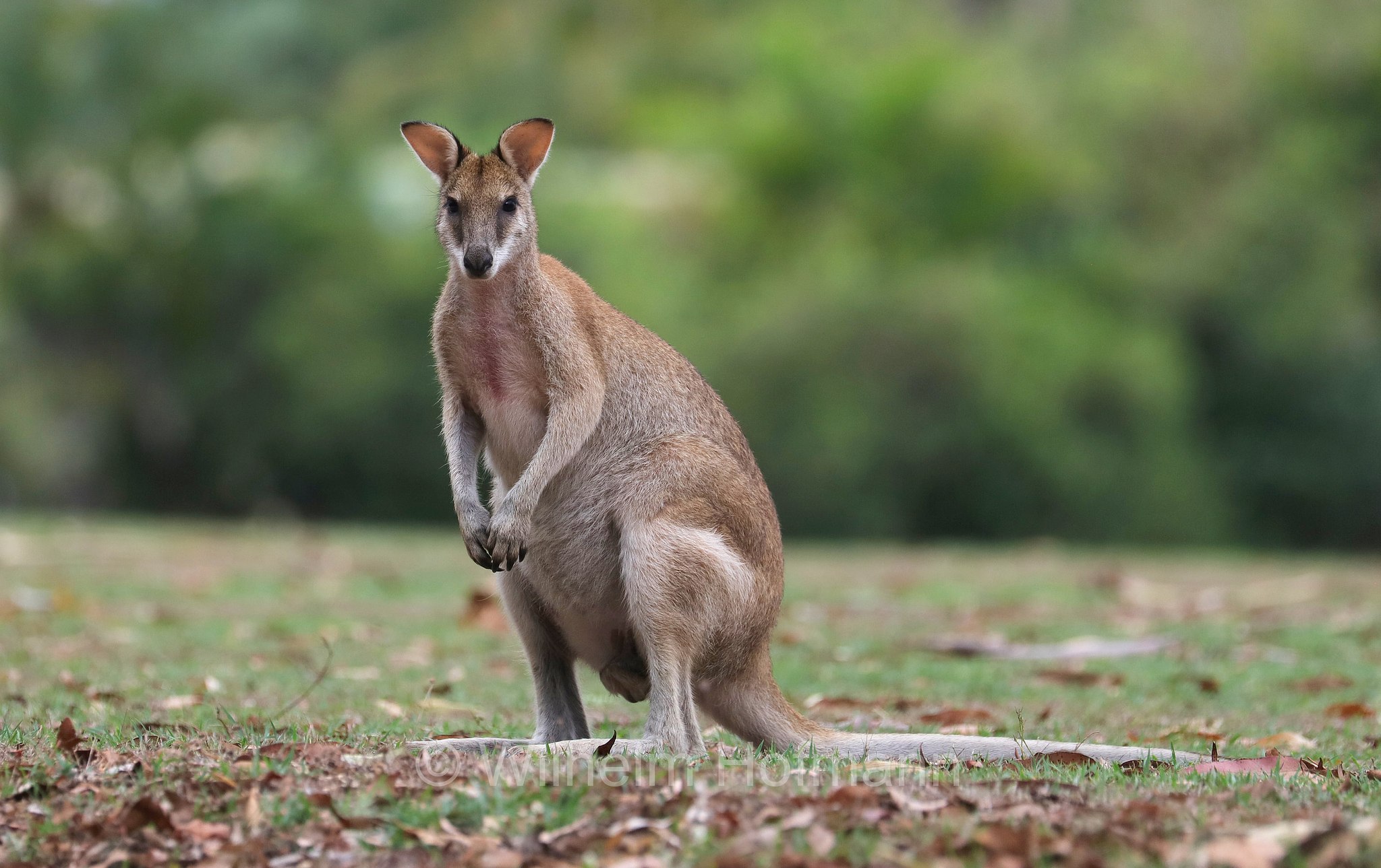 Notamacropus agilis, agile wallaby, sandy wallaby, Flinkwallaby, wallaby delle sabbie, Haliday Bay Golf Course, Queensland, Australia, Australien