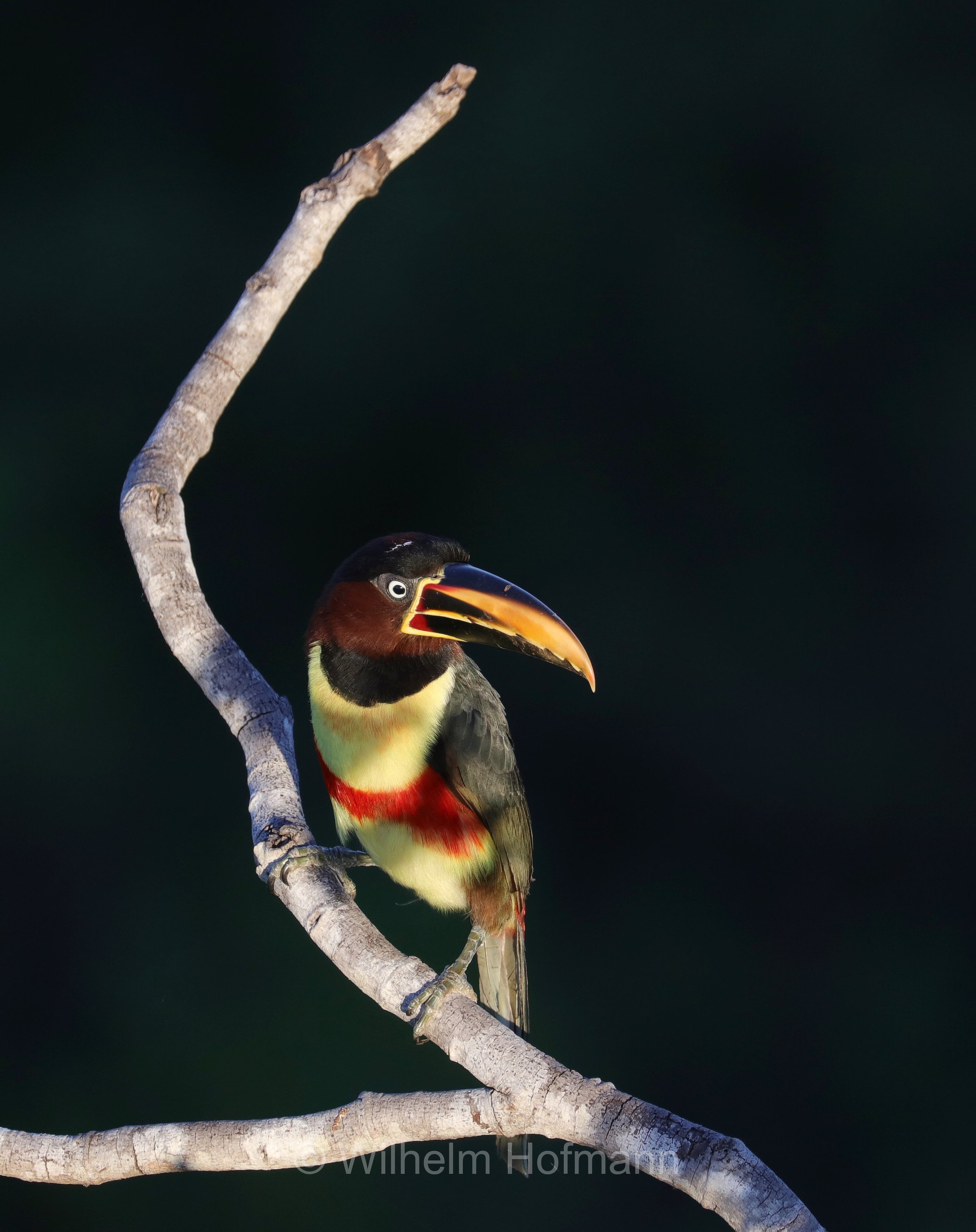 chestnut-eared aracari, chestnut-eared araçari, Braunohrarassari, aracari guancecastane, Pteroglossus castanotis, Pantanal, Mato Grosso, Brazil, Brasil, Brasile, Brasilien