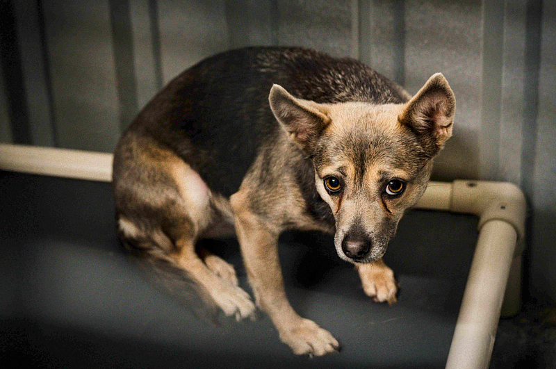 Let's Bark About It: The Questions Nobody Tells You to Ask Before You Volunteer or Foster