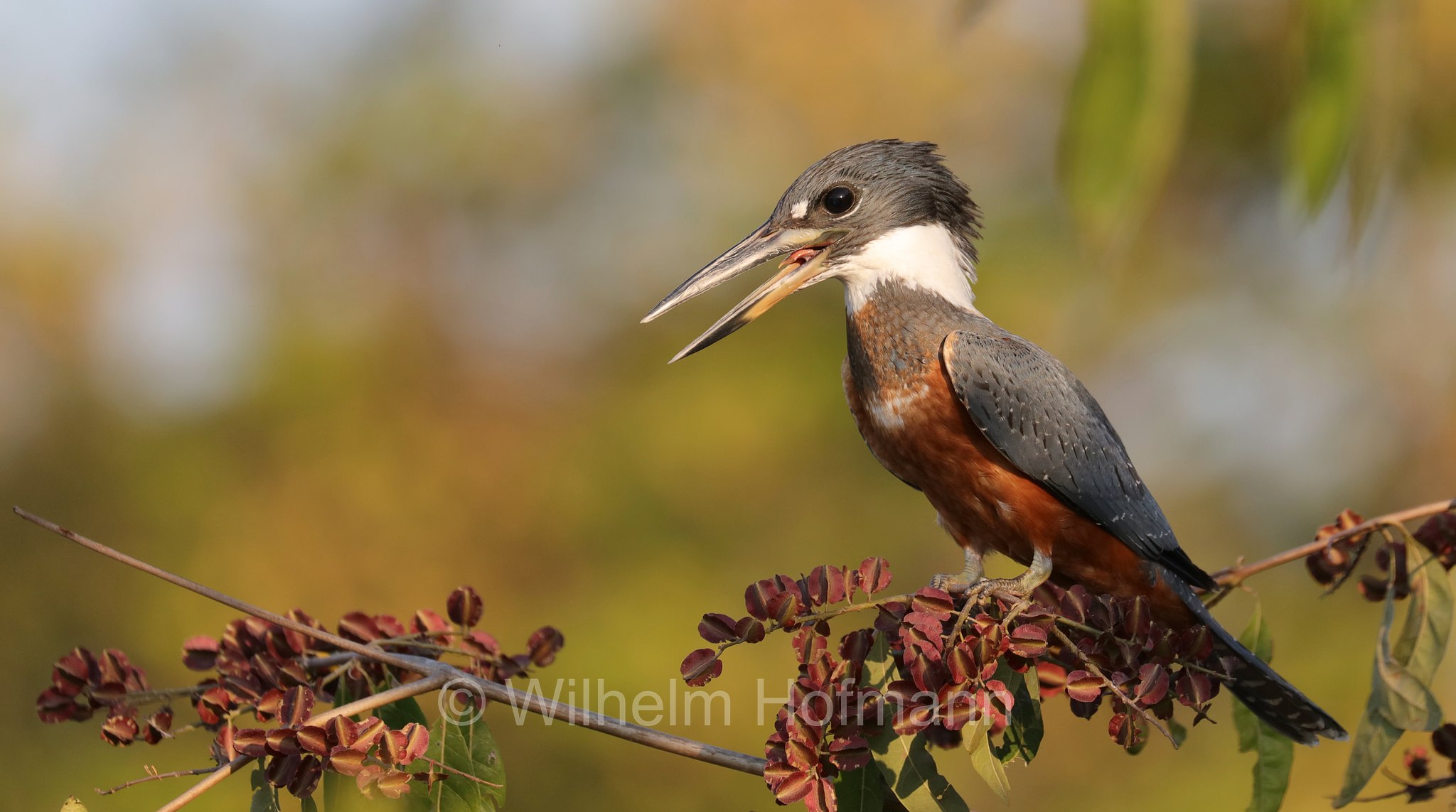 ringed kingfisher, Rotbrustfischer, martin pescatore dal collare, ﻿Megaceryle torquata, Pantanal, Mato Grosso, Brazil, Brasil, Brasile, Brasilien
