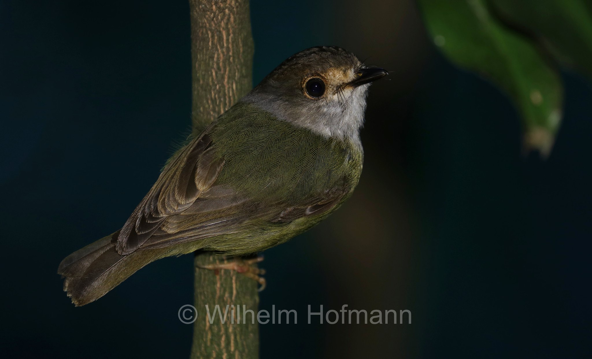 Eopsaltria capito, Tregellasia capito, pale-yellow robin, Fahlgesichtsschnäpper, Graugesichtsschnäpper, petroica giallochiaro, pettirosso giallochiaro, pigliamosche australiano giallo pallido, Crater Lakes National Park, Crater-Lakes-Nationalpark, Queensland, Australia, Australien