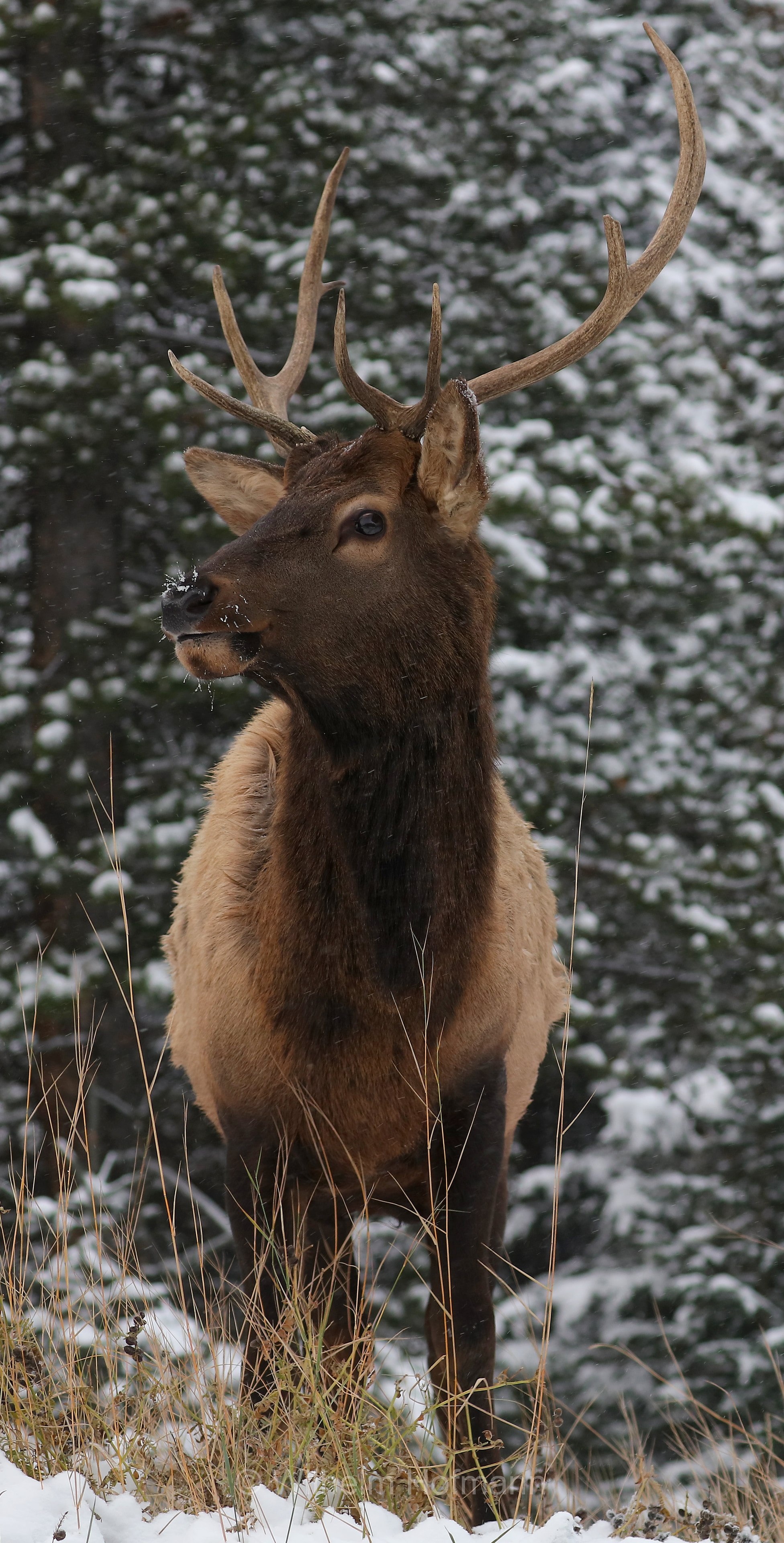Cervus canadensis, wapiti, Wapiti, Wapiti-Hirsch, vapiti, Lake Minnewanka Scenic Drive, Banff National Park, Banff-Nationalpark, Parco nazionale Banff, Alberta, Canada, Kanada