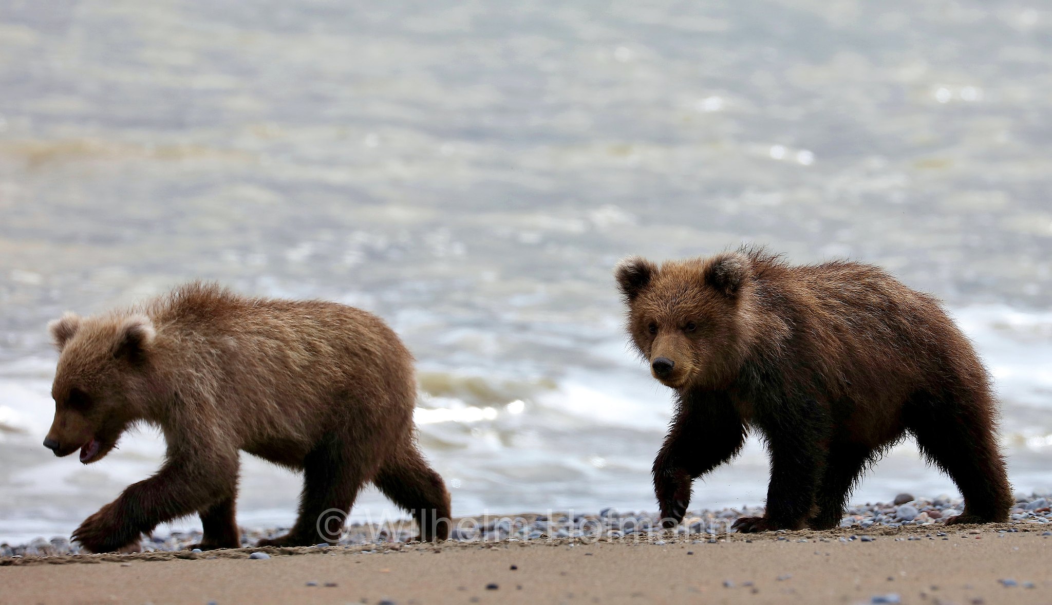 Ursus arctos gyas, Alaska Peninsula brown bear, peninsular grizzly, Alaska-Halbinsel-Braunbär, Alaska-Küstenbraunbär, Alaska-Braunbär, Großer Alaska-Braunbär, orso bruno della penisola dell'Alaska, grizzly peninsulare, grizzly costiero, grizzly gigante, Silver Salmon Creek, Lake Clark National Park, Lake Clark National Park and Preserve, Lake-Clark-Nationalpark, Parco nazionale e riserva di Lake Clark, Alaska, USA