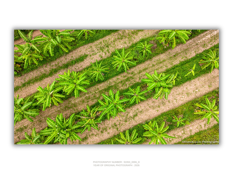 THE ONE - AERIAL PRINTS - "In The Rows" - LIMITED EDITION 5 of 5