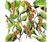 Black Pepper Plant | Botanical Art Print