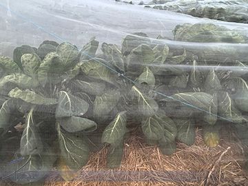 Insect Netting in Canada | How to grow cabbage, broccoli and cauliflower chemical free | Kross Farm