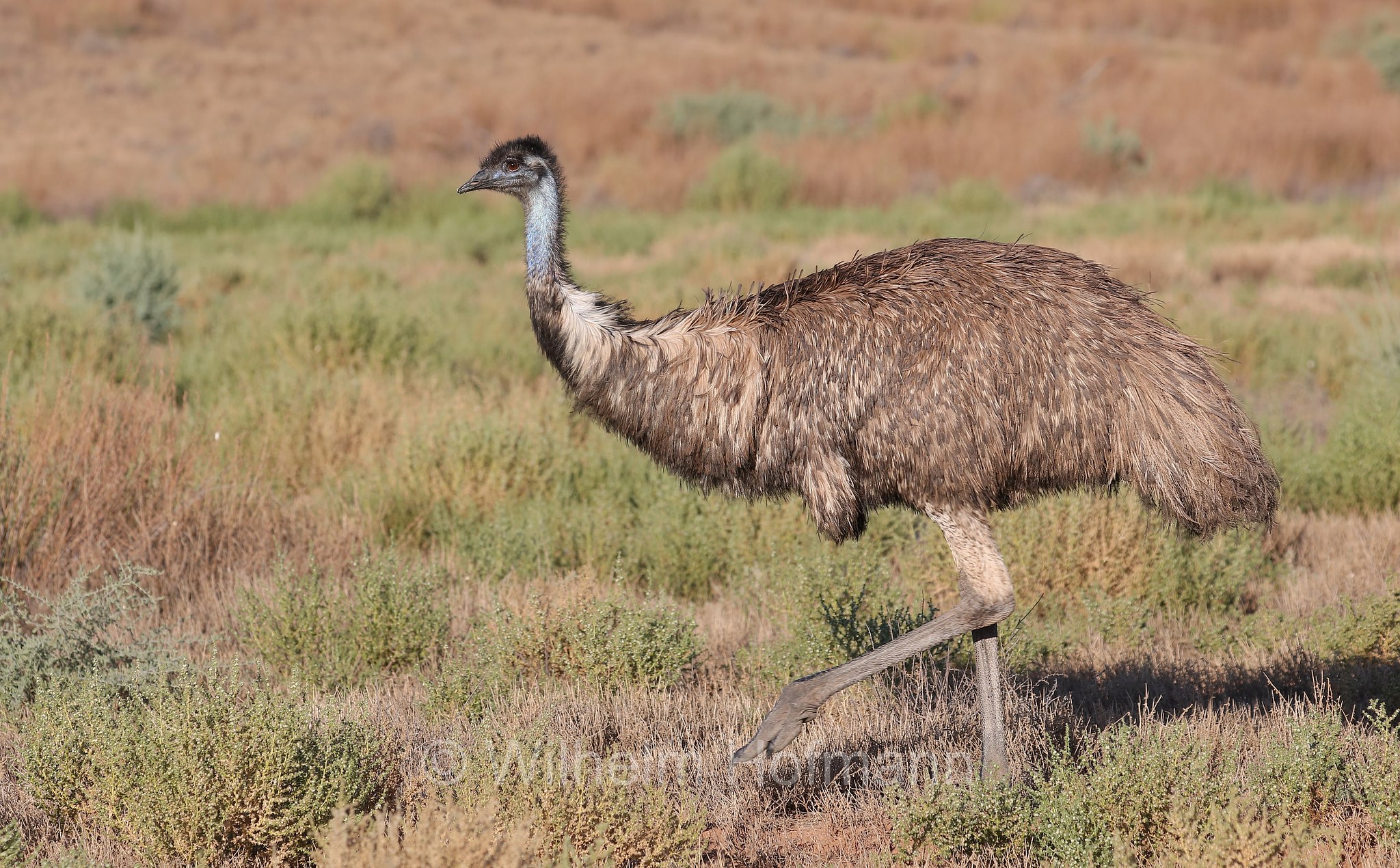 emu, Großer Emu, emù, Dromaius novaehollandiae, Trezona Loop Walk, Ikara–Flinders Ranges National Park, Ikara-Flinderskette-Nationalpark, parco nazionale Monti Flinders, South Australia, Südaustralien, Australia Meridionale, Australia, Australien