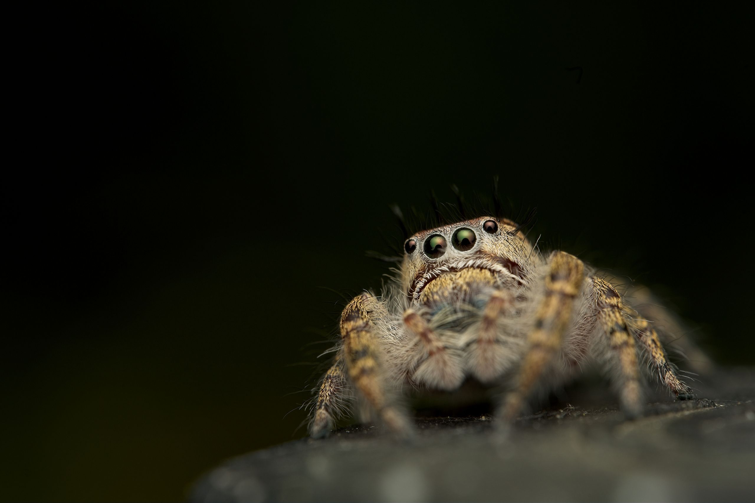 Macro