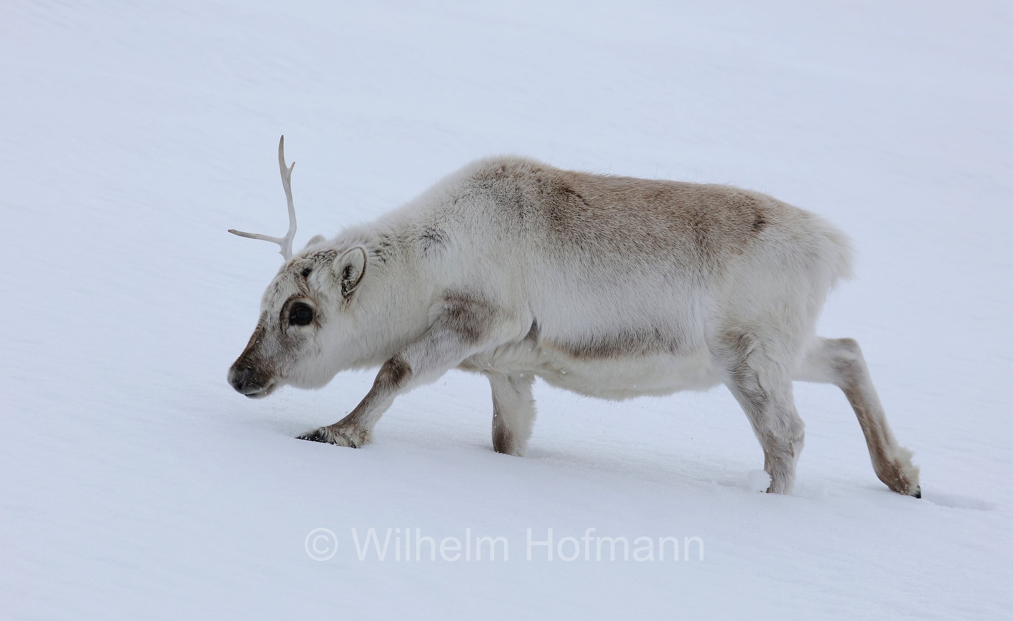Rangifer tarandus platyrhynchus, Svalbard reindeer, Spitzbergen-Ren, renna delle Svalbard, Trygghamna, Spitsbergen, Svalbard, Spitzbergen, Norway, Norwegen, Norvegia