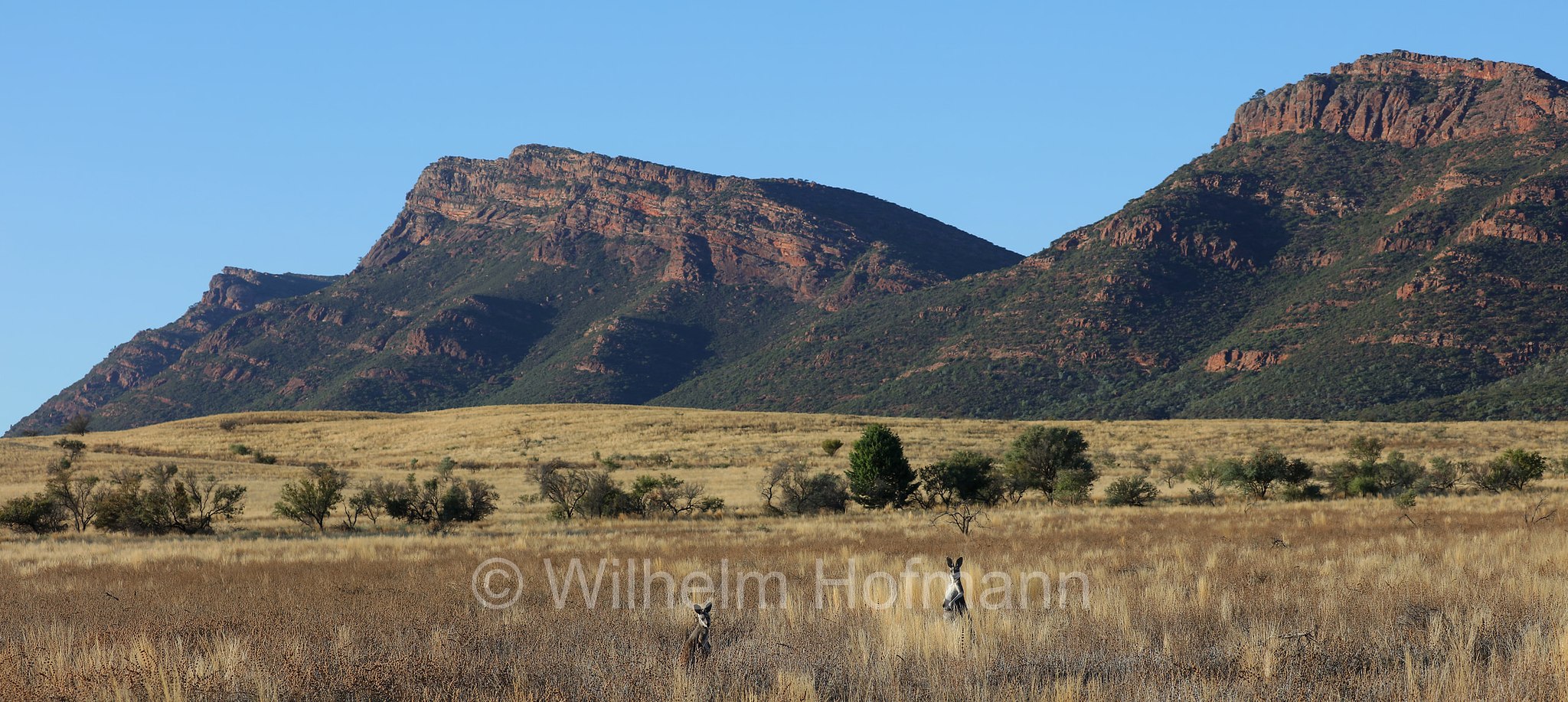 red kangaroo, Rotes Riesenkänguru, canguro rosso, Osphranter rufus, Wilpena Pound, Ikara–Flinders Ranges National Park, Ikara-Flinderskette-Nationalpark, parco nazionale Monti Flinders, South Australia, Südaustralien, Australia Meridionale, Australia, Australien