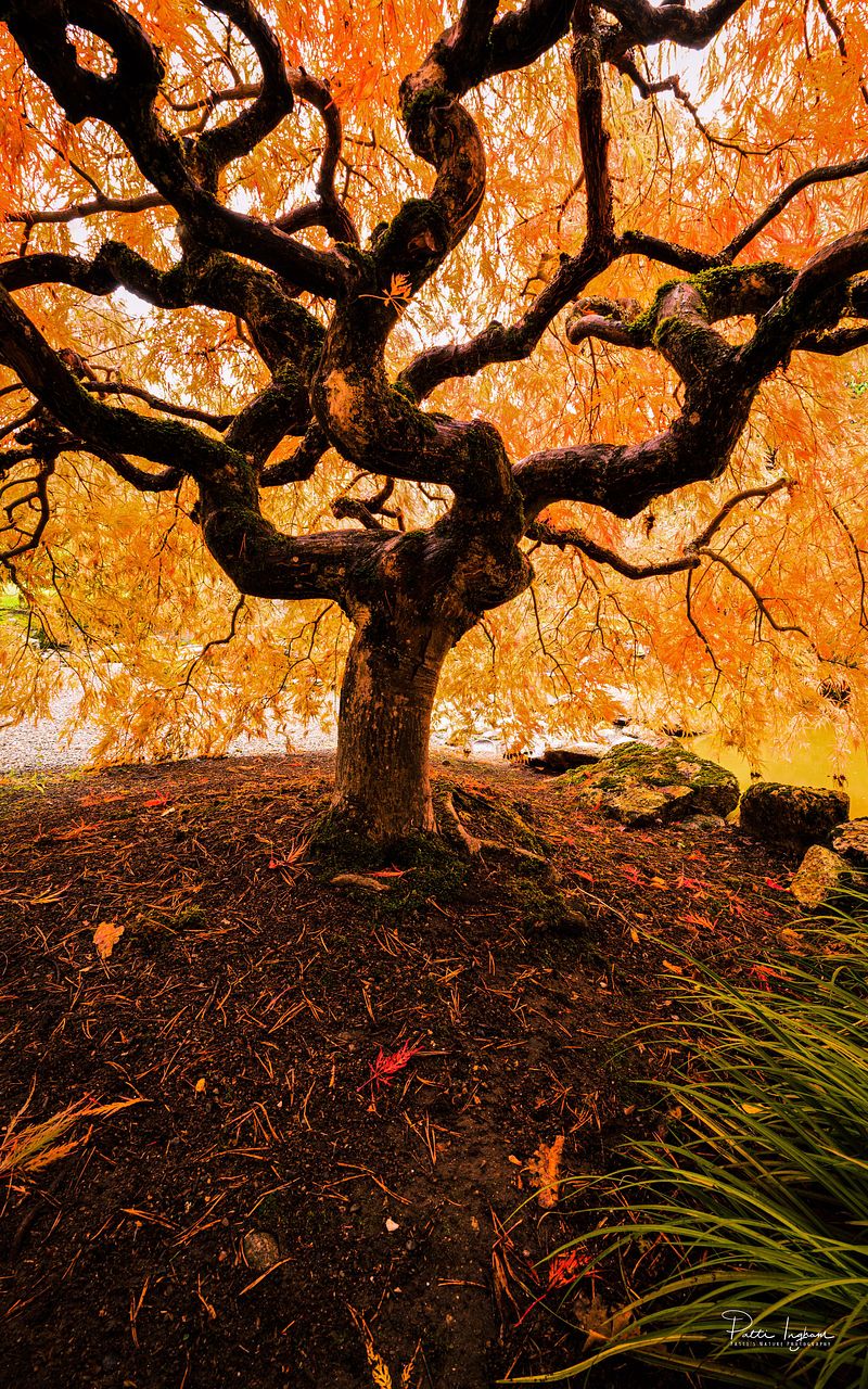 Autumn