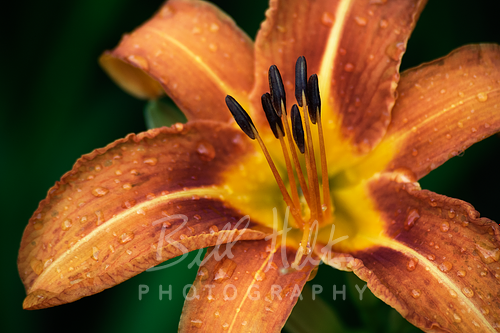 Daylily 1