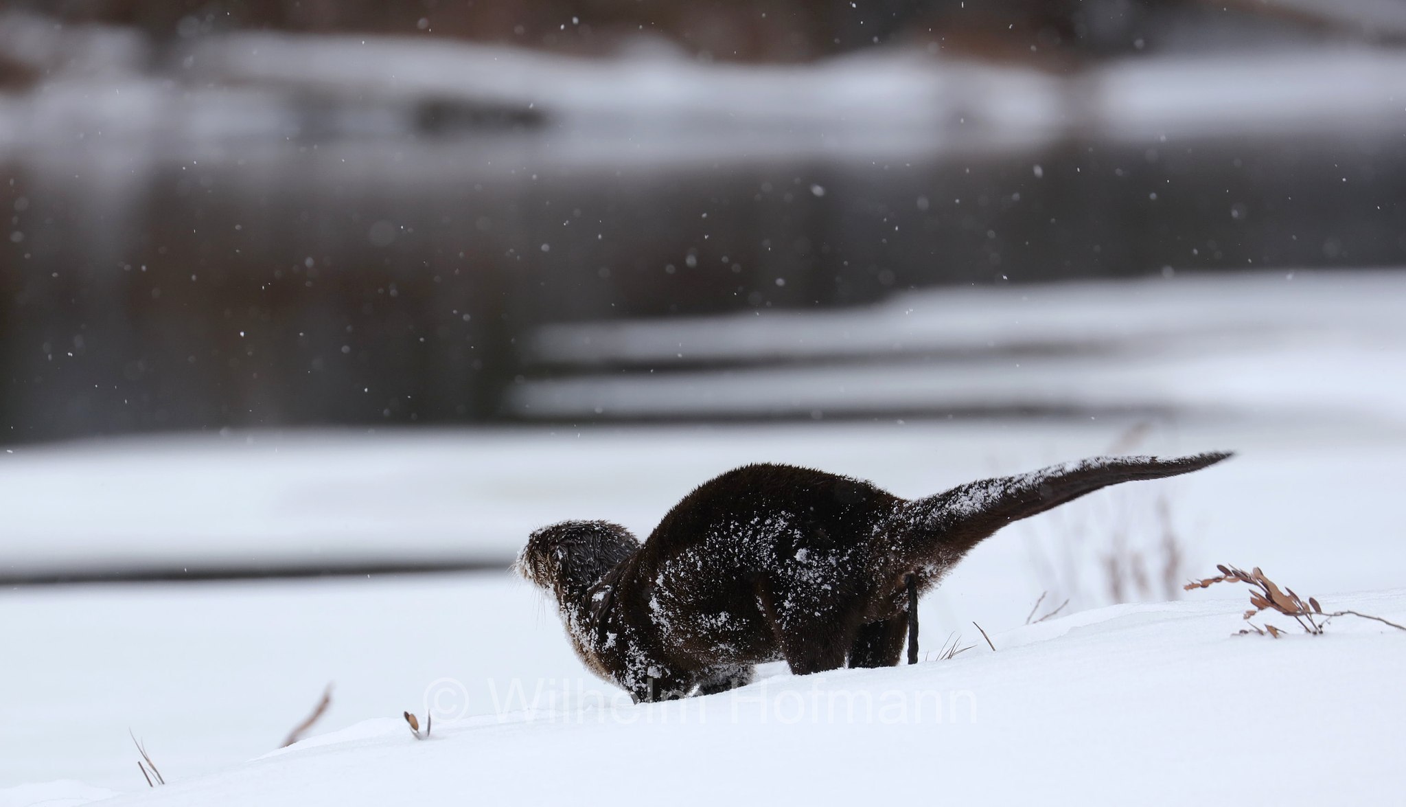Lontra canadensis, North American river otter, northern river otter, river otter, Nordamerikanische Fischotter, lontra canadese, Tanamakoon Lake, Algonquin Provincial Park, Parco provinciale di Algonquin, Ontario, Canada, Kanada