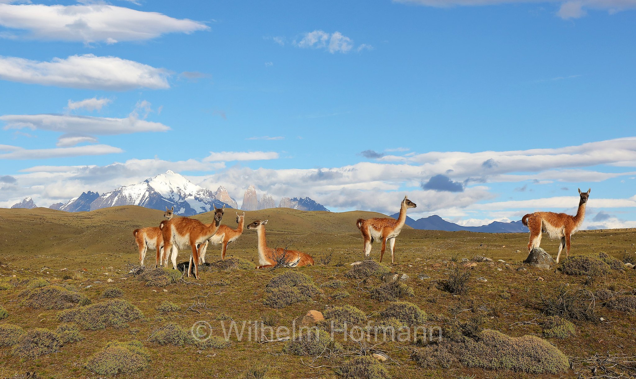 guanaco, Guanako, Huanako, Lama guanicoe, Torres del Paine National Park, Patagonia, Patagonien, Chile, Cile