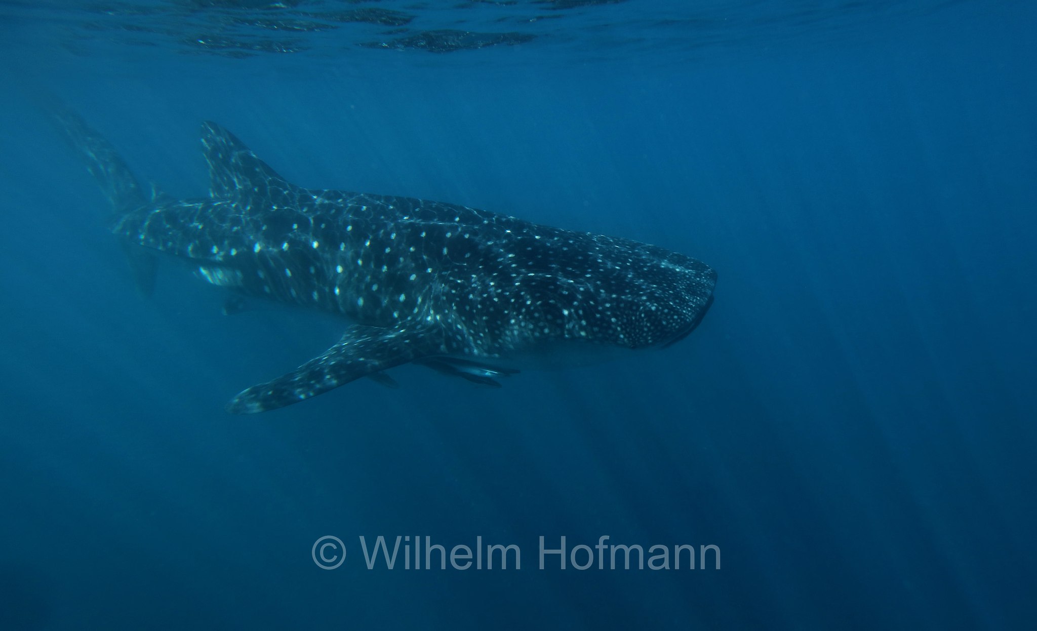 Whale Shark, Walhai, squalo balena, Rhincodon typus, Ningaloo Coast, Ningaloo Marine Park, Ningaloo Commonwealth Marine Reserve, Costa di Ningaloo, Western Australia, Westaustralien, Australia Occidentale, Australia, Australien