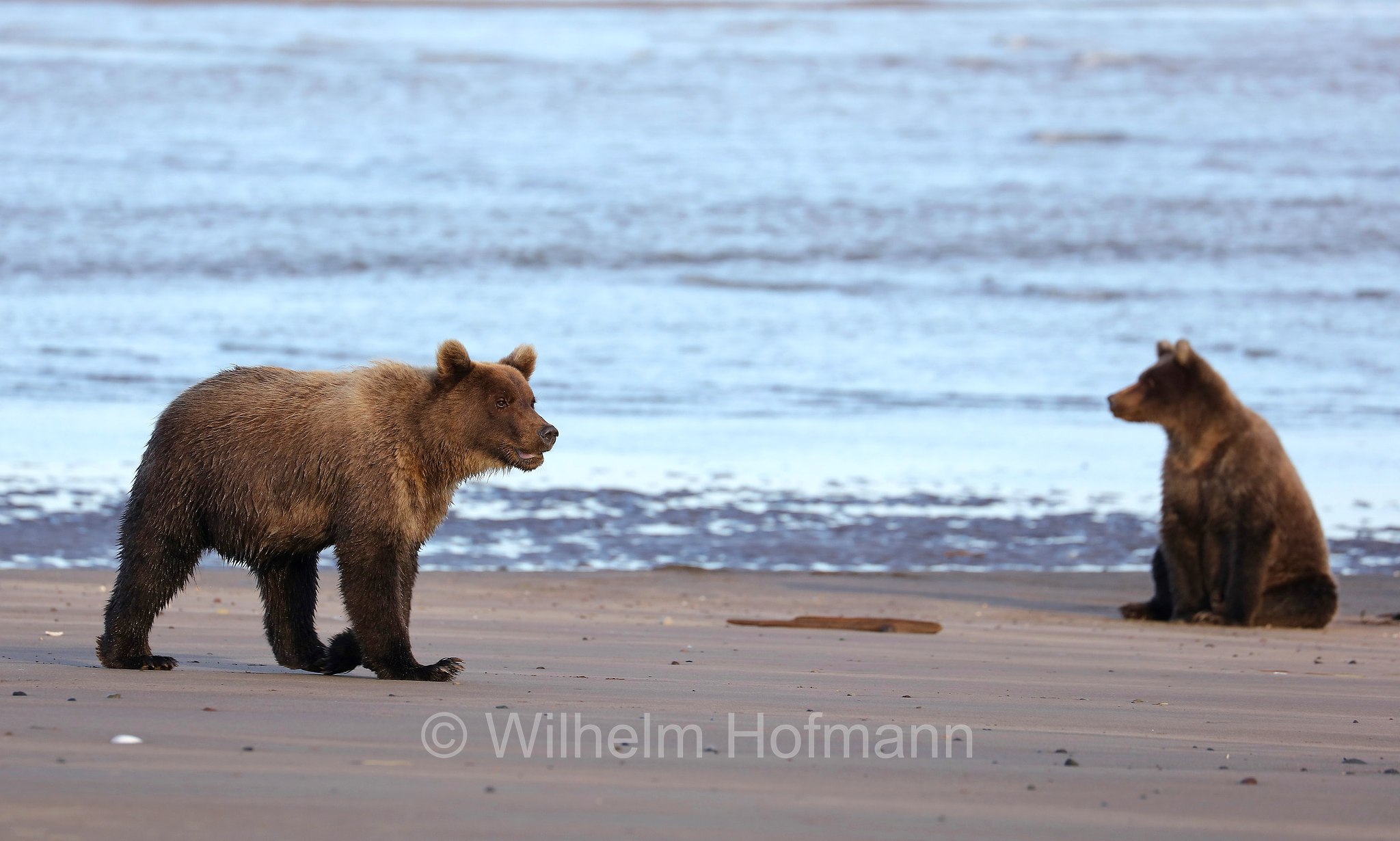 Ursus arctos gyas, Alaska Peninsula brown bear, peninsular grizzly, Alaska-Halbinsel-Braunbär, Alaska-Küstenbraunbär, Alaska-Braunbär, Großer Alaska-Braunbär, orso bruno della penisola dell'Alaska, grizzly peninsulare, grizzly costiero, grizzly gigante, Silver Salmon Creek, Lake Clark National Park, Lake Clark National Park and Preserve, Lake-Clark-Nationalpark, Parco nazionale e riserva di Lake Clark, Alaska, USA