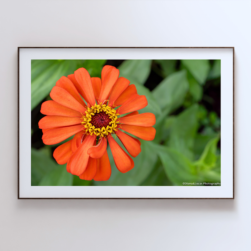 THE ONE - WILDLIFE & NATURE - "Orange Zinnia" - LIMITED EDITION 3 of 5
