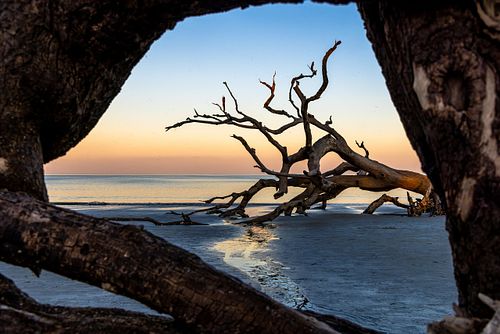 Driftwood Tree Framing Sunrise at Driftwood Beach Jekyll Island 