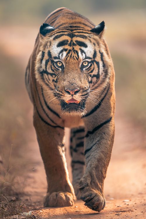 Tiger, Bandhavgarh, India, Panthera tigris, endangered species.