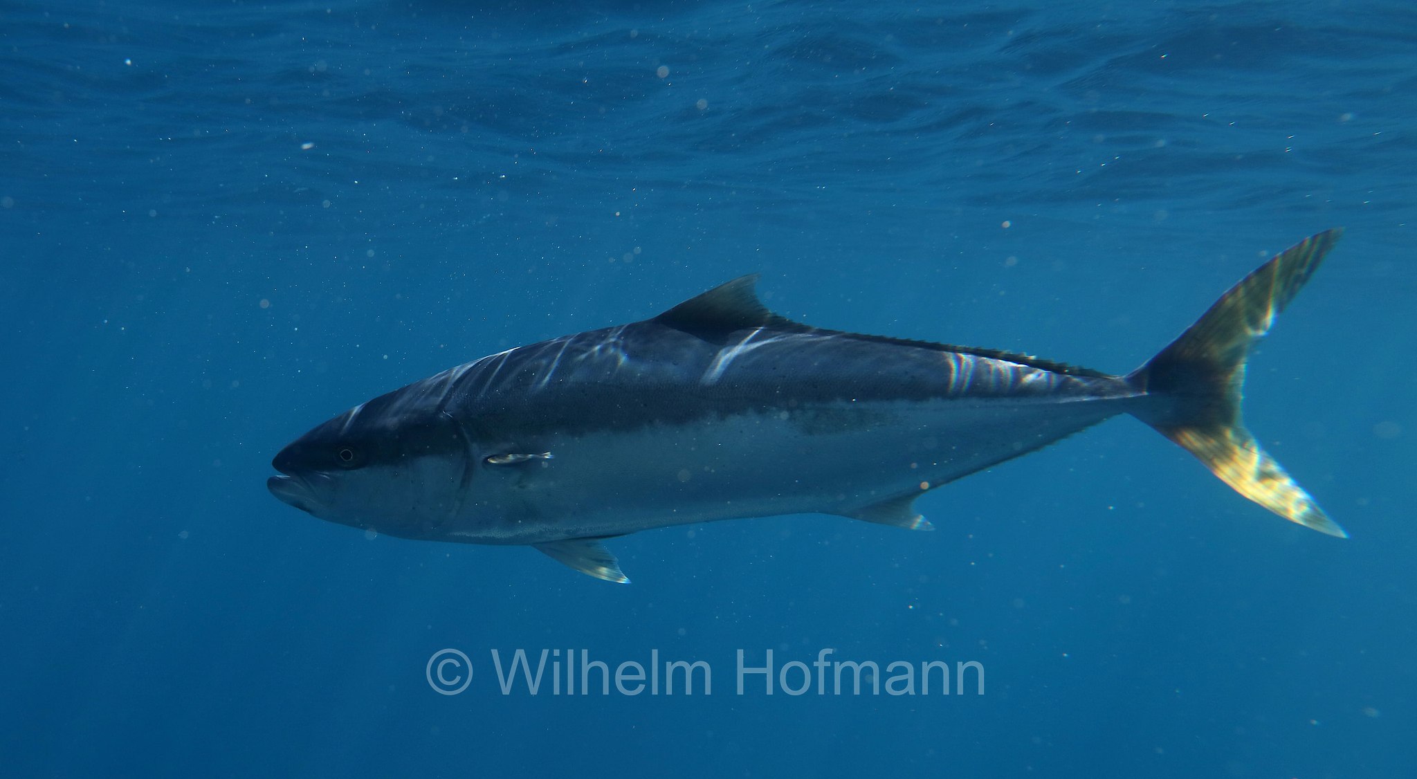 yellowtail amberjack, yellowtail kingfish, hiramasa, great amberjack, Gelbschwanzmakrele, Gelbschwanz-Stachelmakrele, Bernsteinfisch, ricciola codagialla, ricciola oceanica, Seriola lalandi, Neptune Islands, South Australia, Südaustralien, Australia Meridionale, Australia, Australien
