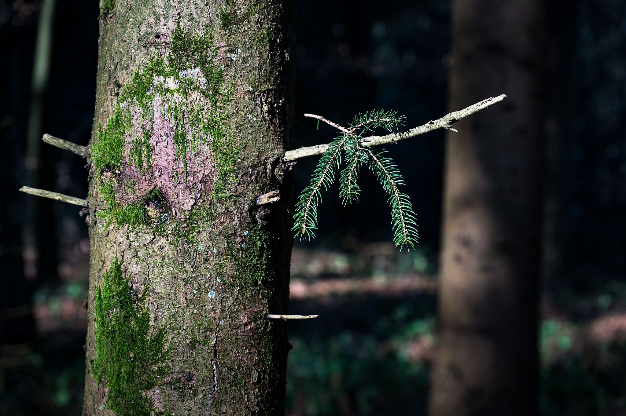 Im Burgdorfer Pleerwald