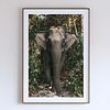 COLLECTION - GIANTS OF THE LAND VERTICAL - "Through the Green" - LIMITED EDITION 10 of 10