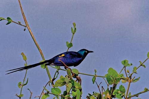 Oiseaux du Kenya