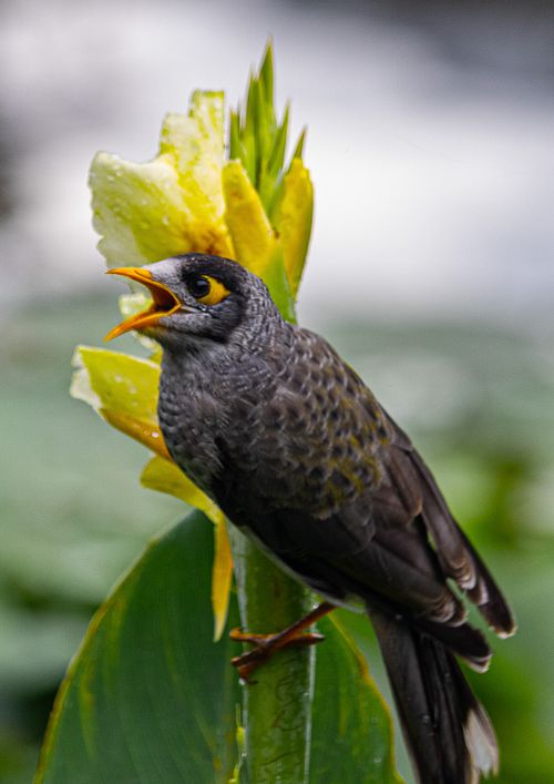 BIRD PHOTOGRAPHY
