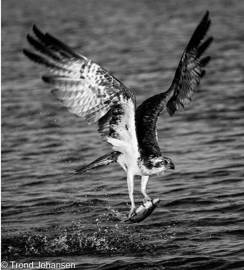 Osprey / Fiske&oslash;rn Photography