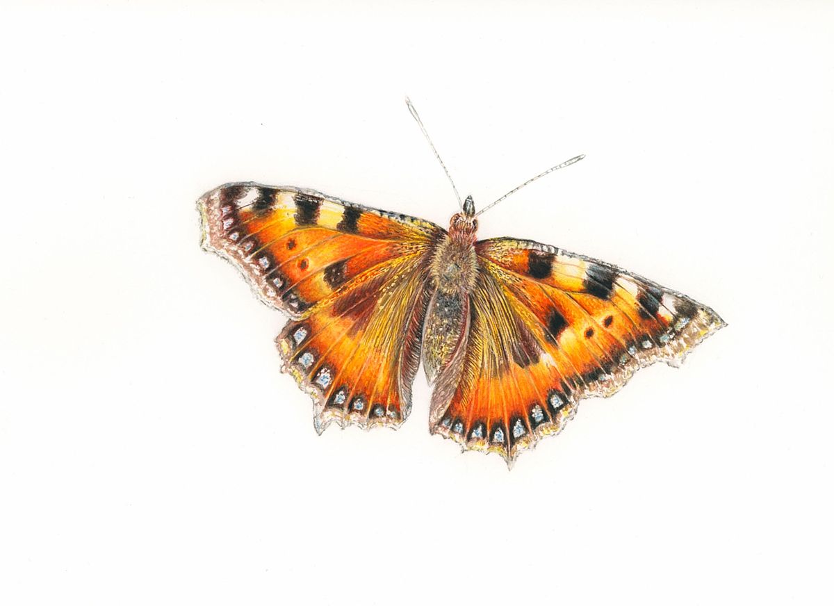 Butterfly