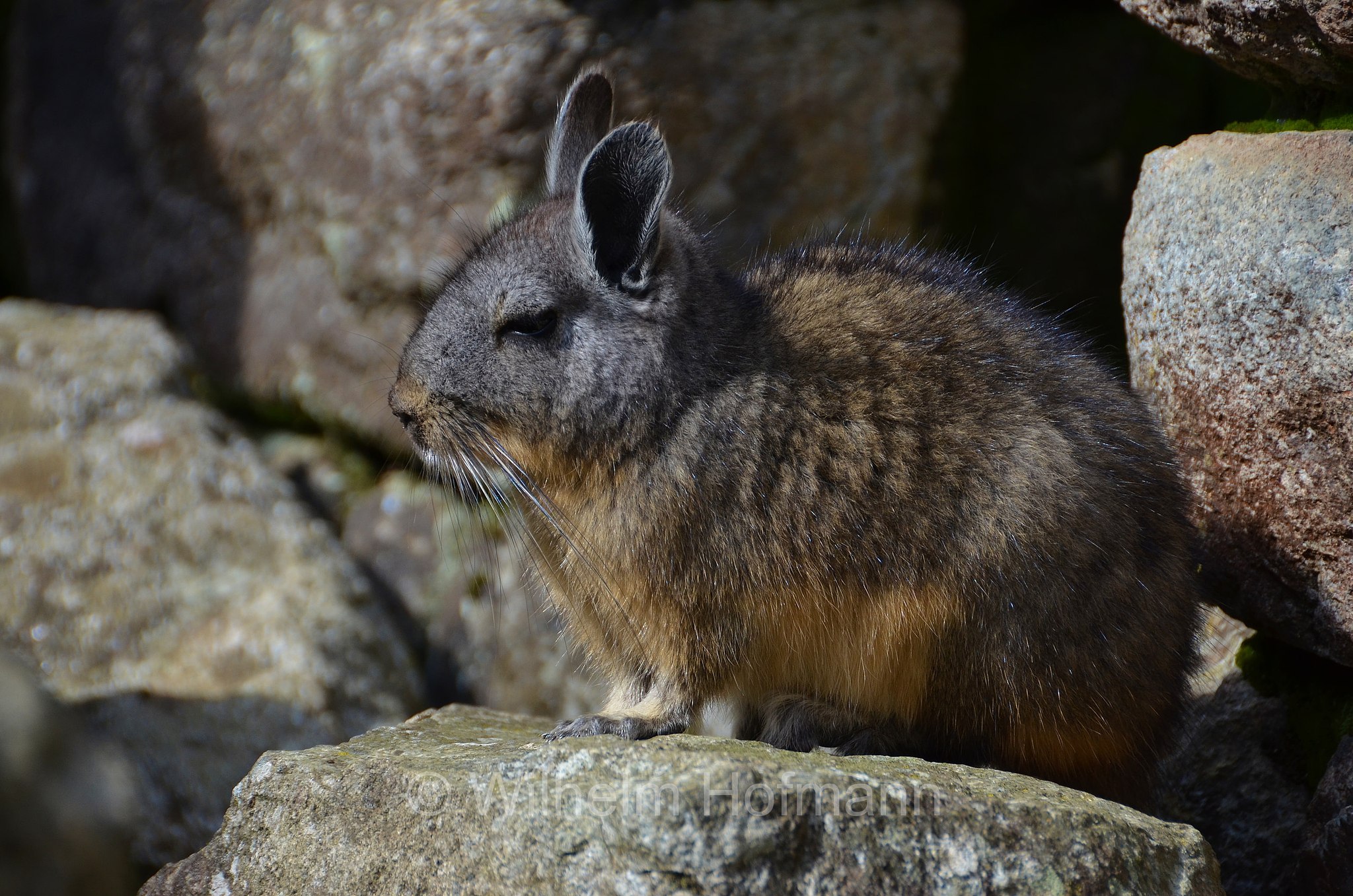northern viscacha, Peruanische Hasenmaus, viscaccia peruviana, Lagidium peruanum, Machu Picchu, Urubamba, Peru, Perù
