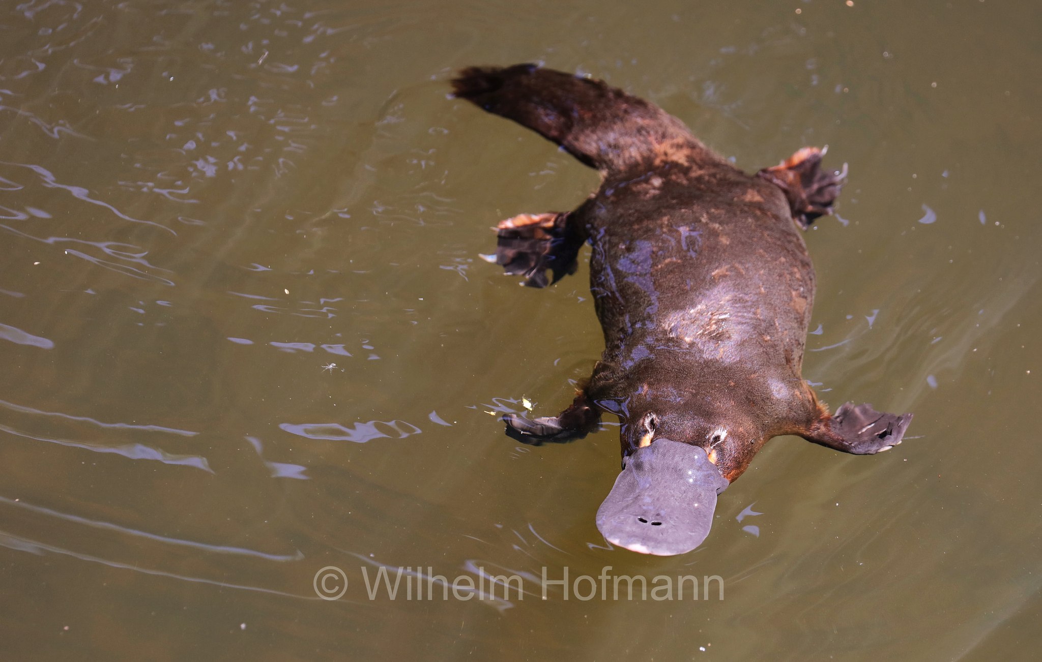 Ornithorhynchus anatinus, platypus, duck-billed platypus, Schnabeltier, ornitorinco, platipo, Broken River, Eungella National Park, Eungella-Nationalpark, Parco nazionale Eungella, Queensland, Australia, Australien