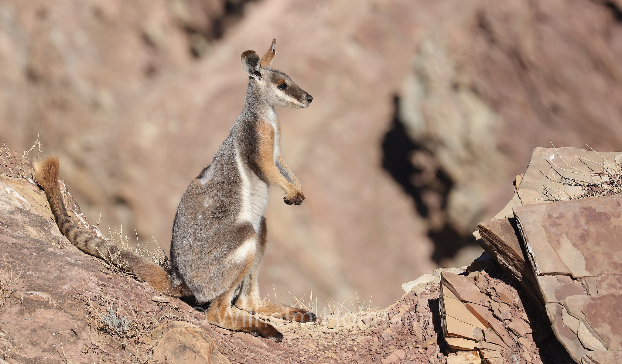 yellow-footed rock-wallaby, ring-tailed rock-wallaby, Gelbfuß-Felskänguru, wallaby delle rocce dai piedi gialli, Petrogale xanthopus, Brachina Gorge, Ikara–Flinders Ranges National Park, Ikara-Flinderskette-Nationalpark, parco nazionale Monti Flinders, South Australia, Südaustralien, Australia Meridionale, Australia, Australien