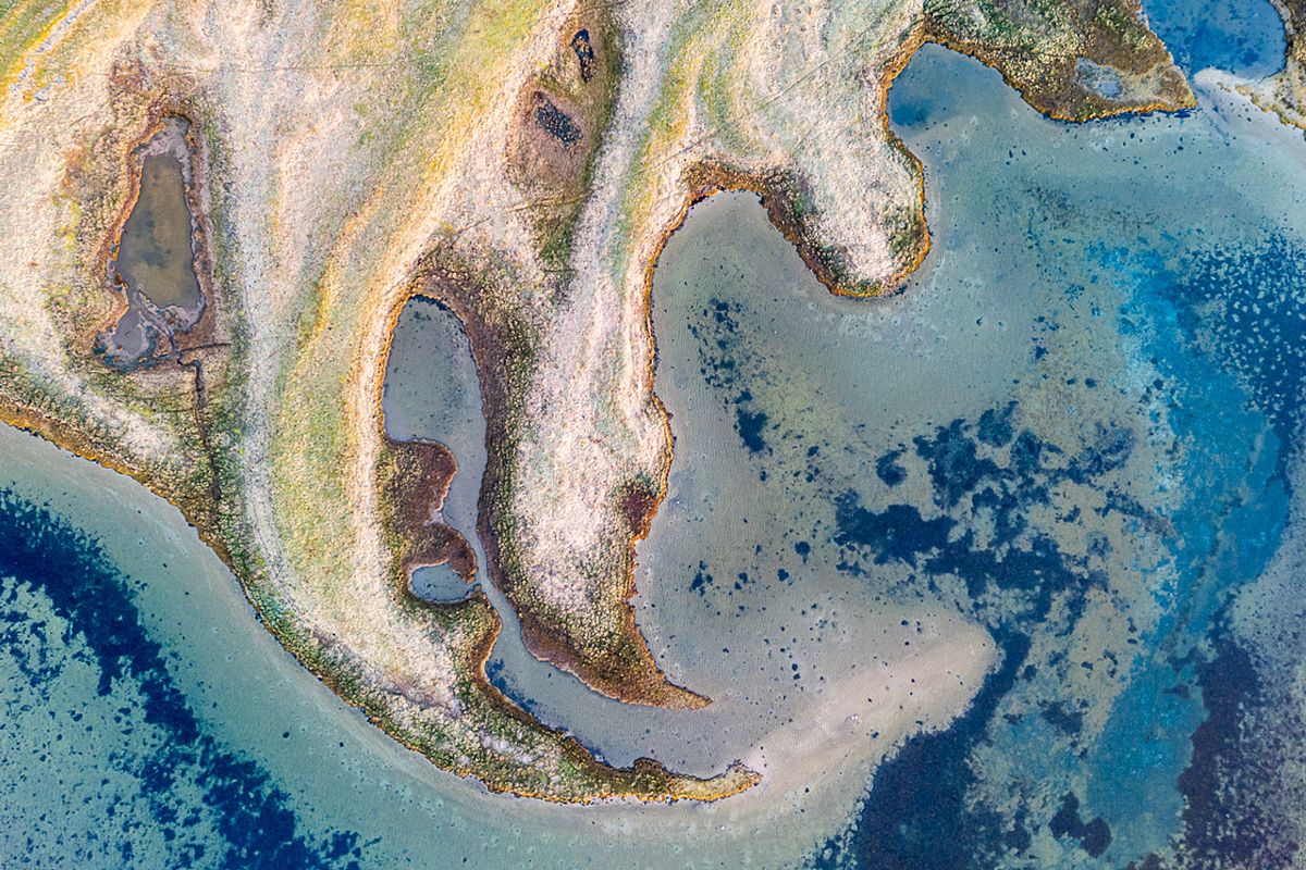 Salt Meadow Aerials: Where Land Meets Sea to create mesmerizing creatures