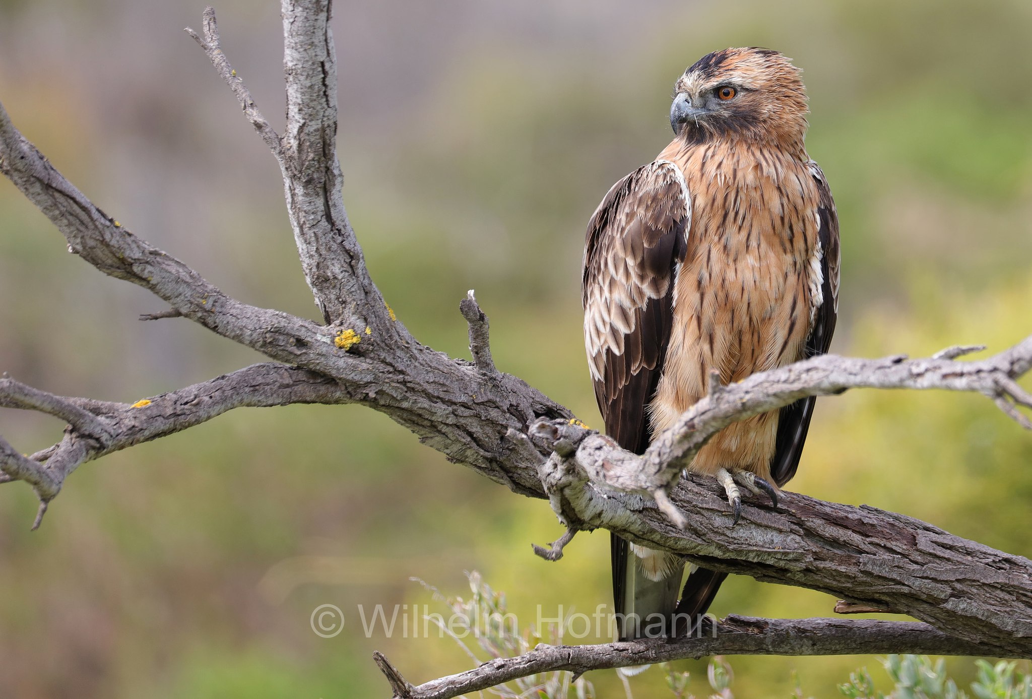 Hieraaetus morphnoides, little eagle, Kaninchenadler, Australienzwergadler, aquila minore australiana, Cape Peron, Point Peron, Western Australia, Westaustralien, Australia Occidentale, Australia, Australien