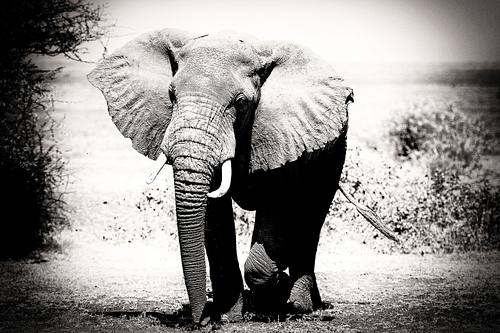Eléphant en Tanzanie