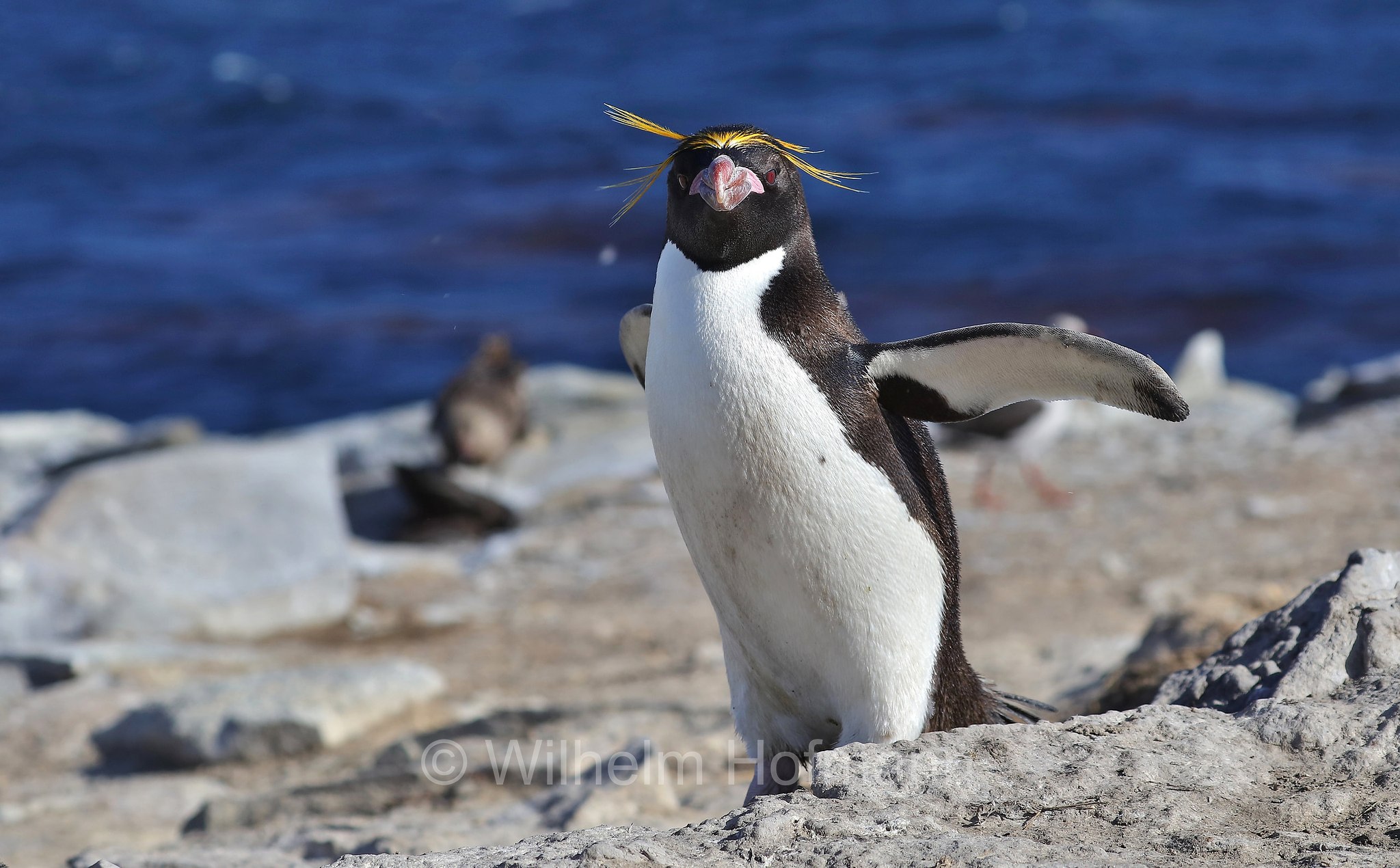 macaroni penguin, Goldschopfpinguin, eudipte ciuffodorato, pinguino fronte dorata, pinguino macaroni, Eudyptes chrysolophus, Sealion Island, Sea Lion Island, Isla de los Leones Marinos, Falkland Islands, Falklandinseln, Isole Falkland