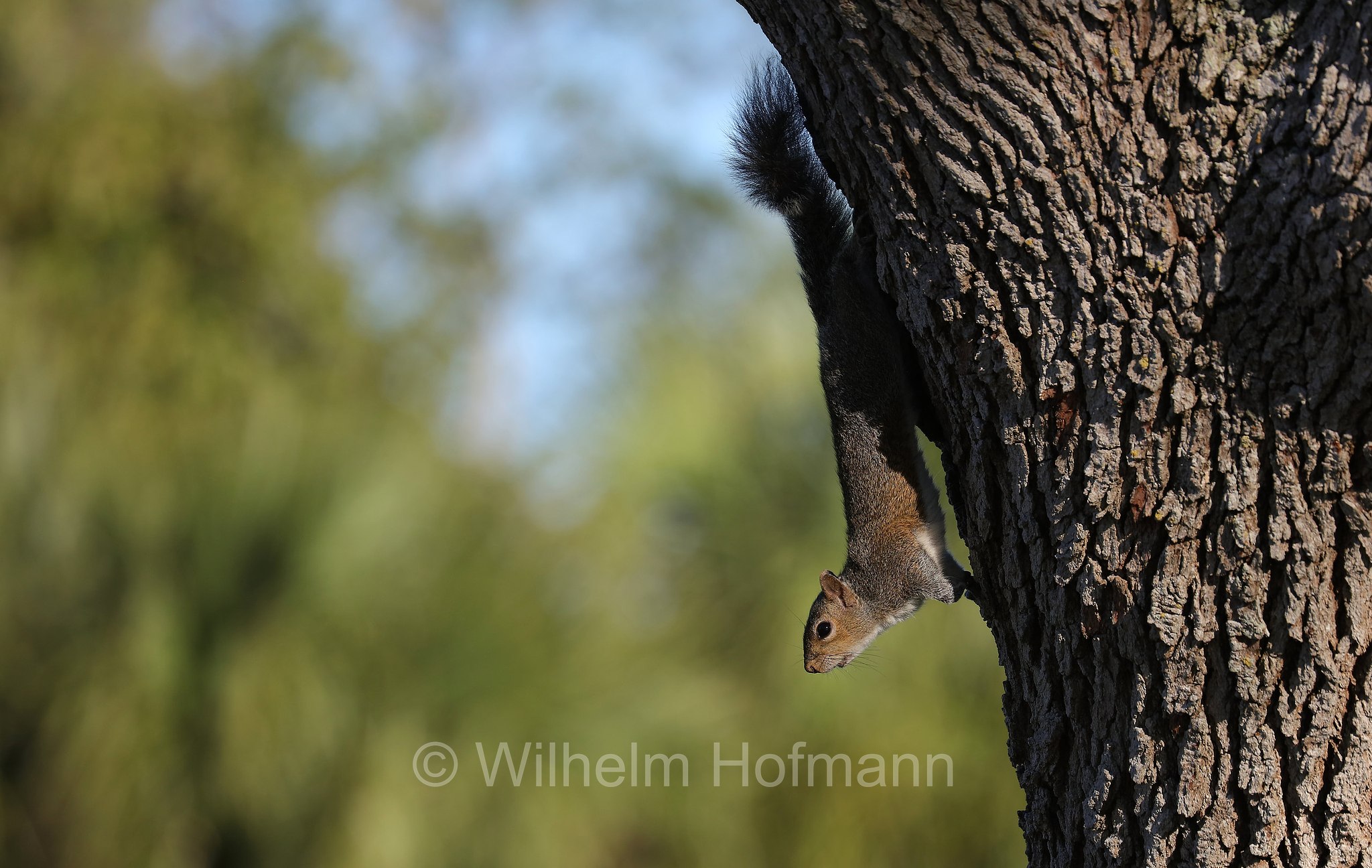 Sciurus carolinensis, eastern gray squirrel, grey squirrel, Grauhörnchen, Östliches Grauhörnchen, scoiattolo grigio nordamericano, scoiattolo grigio orientale, North Beach, Fort DeSoto Park, Florida, USA