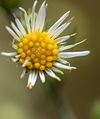 Pretty Flowers
