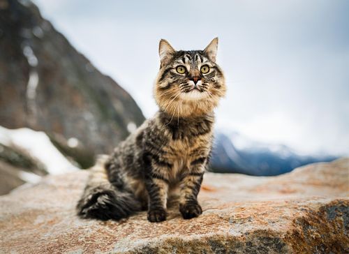 Want to honour a pet without entering?