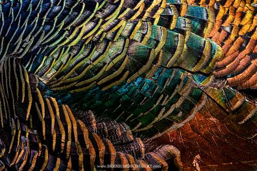 Glamour plumage